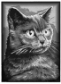 chat-3
