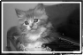 chat-4