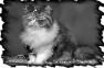 chat-6