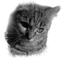 chat-7