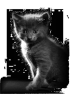 chat-8