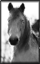 cheval-10