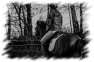 cheval-11