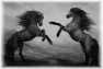 cheval-12