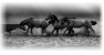cheval-13