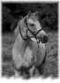 cheval-14