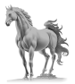 cheval-19