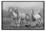cheval-2