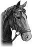 cheval-3