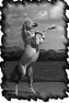 cheval-5