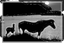 cheval-6
