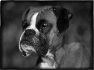 chien-1