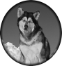 chien-10
