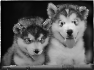 chien-11