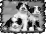 chien-12