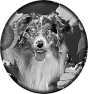 chien-13