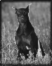 chien-15