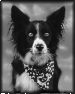 chien-16