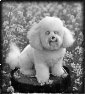 chien-17