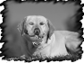chien-18