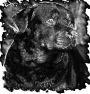 chien-20