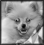 chien-23