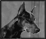 chien-24