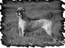 chien-28