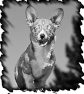 chien-29