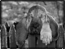chien-3