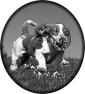 chien-30