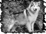 chien-31