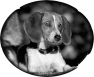 chien-32