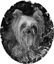 chien-33