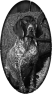 chien-34