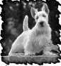 chien-36