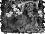 chien-37