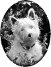 chien-38