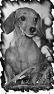 chien-39