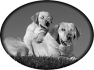 chien-40