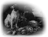 chien-41