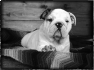 chien-5