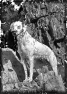 chien-6
