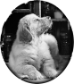 chien-7