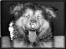 chien-9