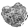 coeur-2