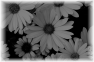 fleur-102