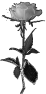 fleur-15