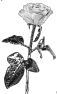 fleur-18
