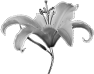 fleur-19